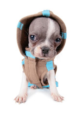 photo of a cute french bulldog puppy in a hoodie jacket studio shot on an isolated white background