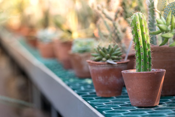 Green succulent cactus planted on clay pots in greenhouse on day light, blurred background, horizontal, copy space, selective soft focus/ prickly cactus 