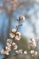 Blooming branch of Japanese cherry sakura, soft focus close up, day light, blue sky on background, vertical /Fresh rose pink flowers on the branch of fruit tree/ Bloom, spring time concept