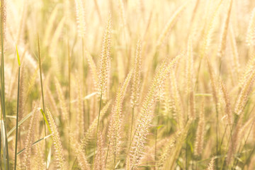 Good morning with golden light and grass swaying in the summer, abstract background.