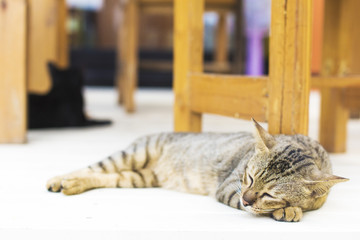 The cat is happy with his eyes closed.