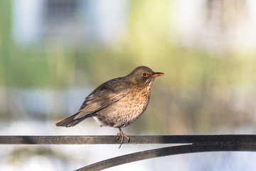 Close up of Fieldfare - Turdus pilaris on fence in winter, blurred background, square cropping