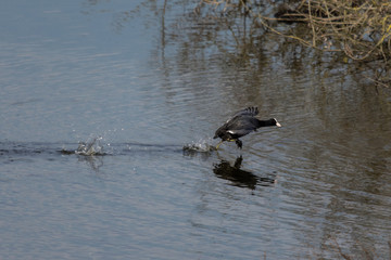 Bird running on water