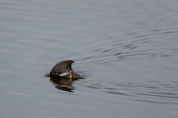 Suicidal Bird