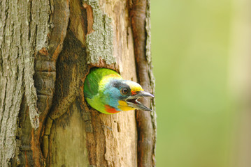 A muller's barbet in the hollow 