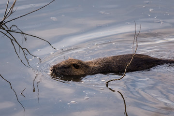 Swimming Beaver 