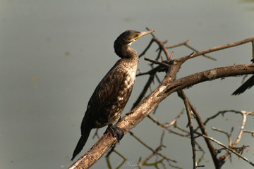 Little cormorant drying itself