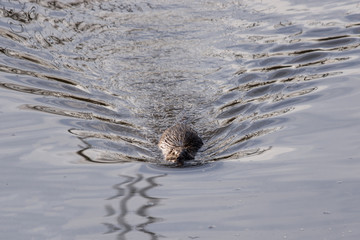 Swimming Nutria