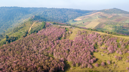 Pink sakura Flower  blooming on mountain,