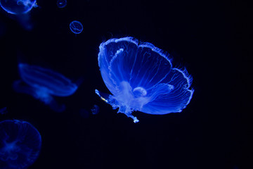 のんびりと泳ぐクラゲ