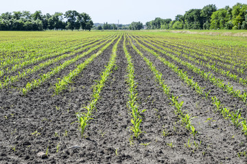 Field of seedlings of corn. Young corn in the field.