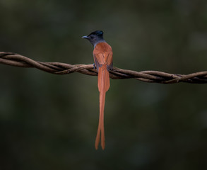 Asian Paradise-flycatcher alone with  green background