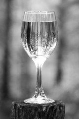 Wine Glass