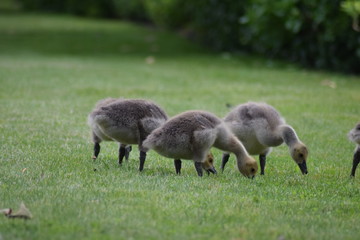 Three gosling eating