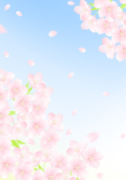 桜背景横 の画像 3 252 件の Stock 写真 ベクターおよびビデオ Adobe Stock