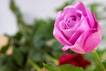 pink roses  with copy space.