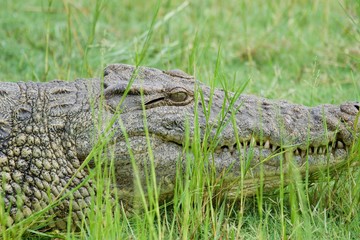 Crocodile  in the Grass