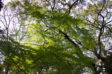 Looking up in the Park