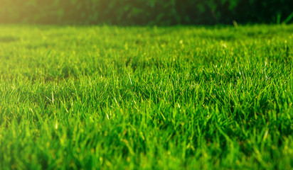 Morning sunlight shines on green grass natural textured background.
