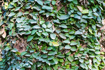 Cement walls, ivy and green leaves