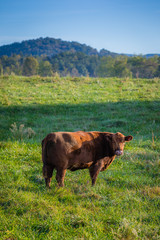 Brown Cow in green grass on a Farm
