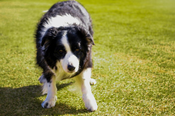 Border collie