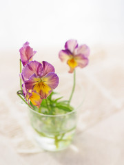 Fototapeta na wymiar グラスに飾ったビオラの花