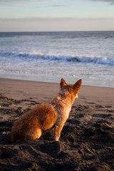 Fototapeta premium Beach Sunset Nicaragua