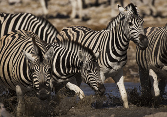 Fototapeta na wymiar zebra in etosha