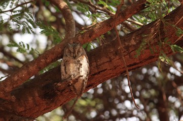 Awake owl in daytime