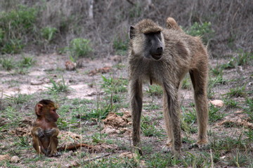 Baboon mother and child