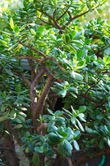 Crassula argentea or jade green plant 