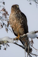 Northern Harrier on a snowy day