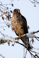 Norther Harrier