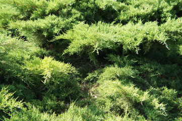 Juniperus pfitzeriana mint julep green shrub - obrazy, fototapety, plakaty