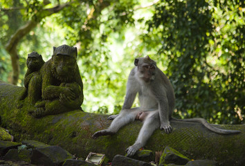 Naklejka na ściany i meble Bali national park 05.03.2014