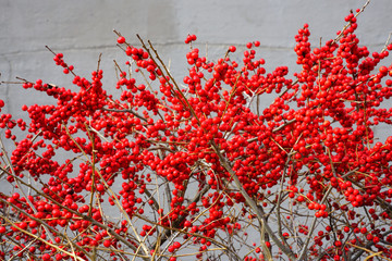 Branches of red winterberry plant (ilex verticillata)