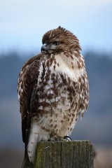 Hawk