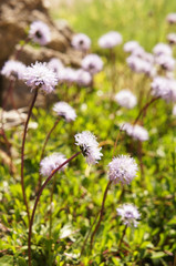 Globularia vulgaris or trichosantha blue flowers with green