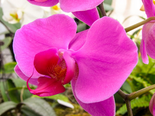 ピンクの胡蝶蘭