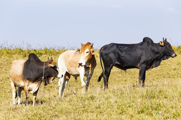 Naklejka na ściany i meble Herd of Thai domestic beef cattle grazing on green pasture