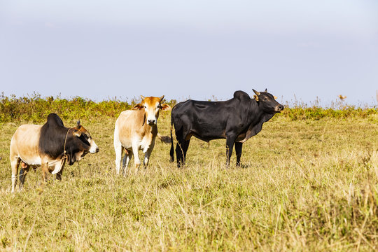 Herd of Thai domestic beef cattle grazing on green pasture