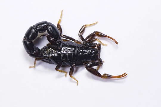 Scorpion, Orthochirus's sp. Tamilnadu