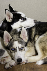 Tan and White Husky, and Black and White Siberian Husky with Blue Eyes Snuggling