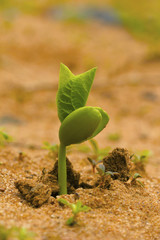 Sprouting plant. Pondicherry, Tamil Nadu