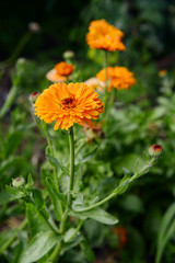 The whole flower calendula fully