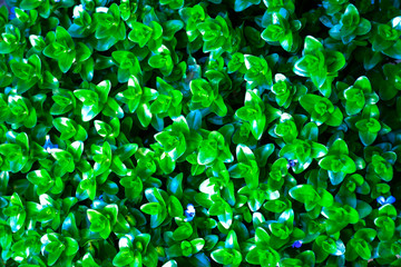 Leaves in pots,  close up view