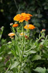 The whole flower calendula fully