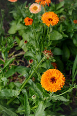 Calendula in the garden