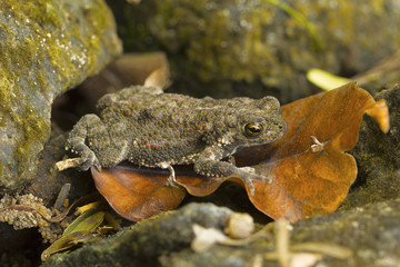 Toad. Location of image : Pondicherry, Tamil Nadu